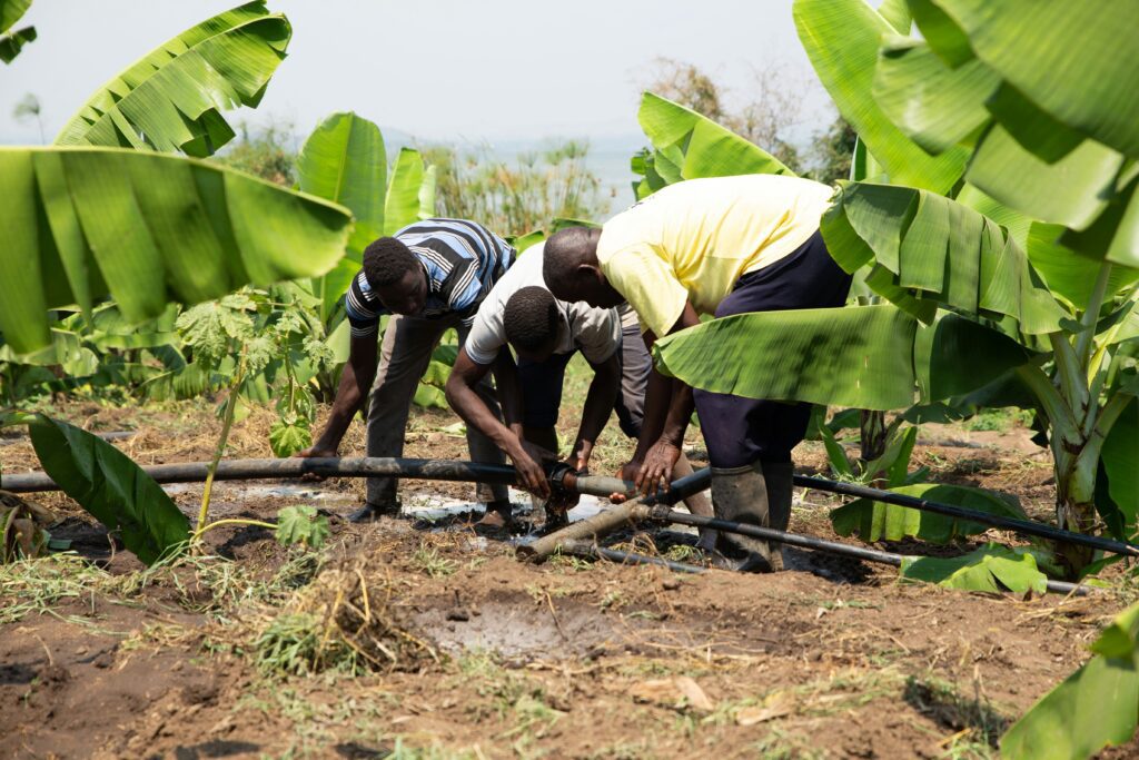 Turn to efficient Irrigation After the Rainy Season 1 Irrigation, Global Chemicals Malawi